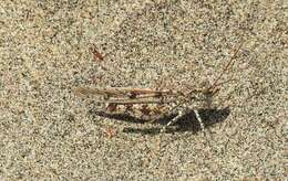 Image of Seaside Grasshopper