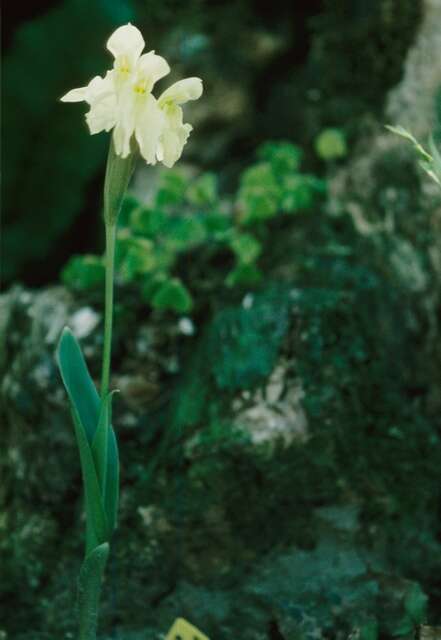 Image of Roscoea cautleoides