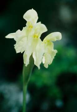 Image of Roscoea cautleoides