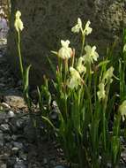 Image of Roscoea cautleoides