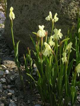 Imagem de Roscoea cautleoides