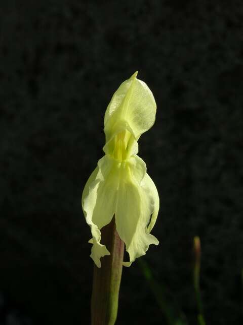 Image of Roscoea cautleoides