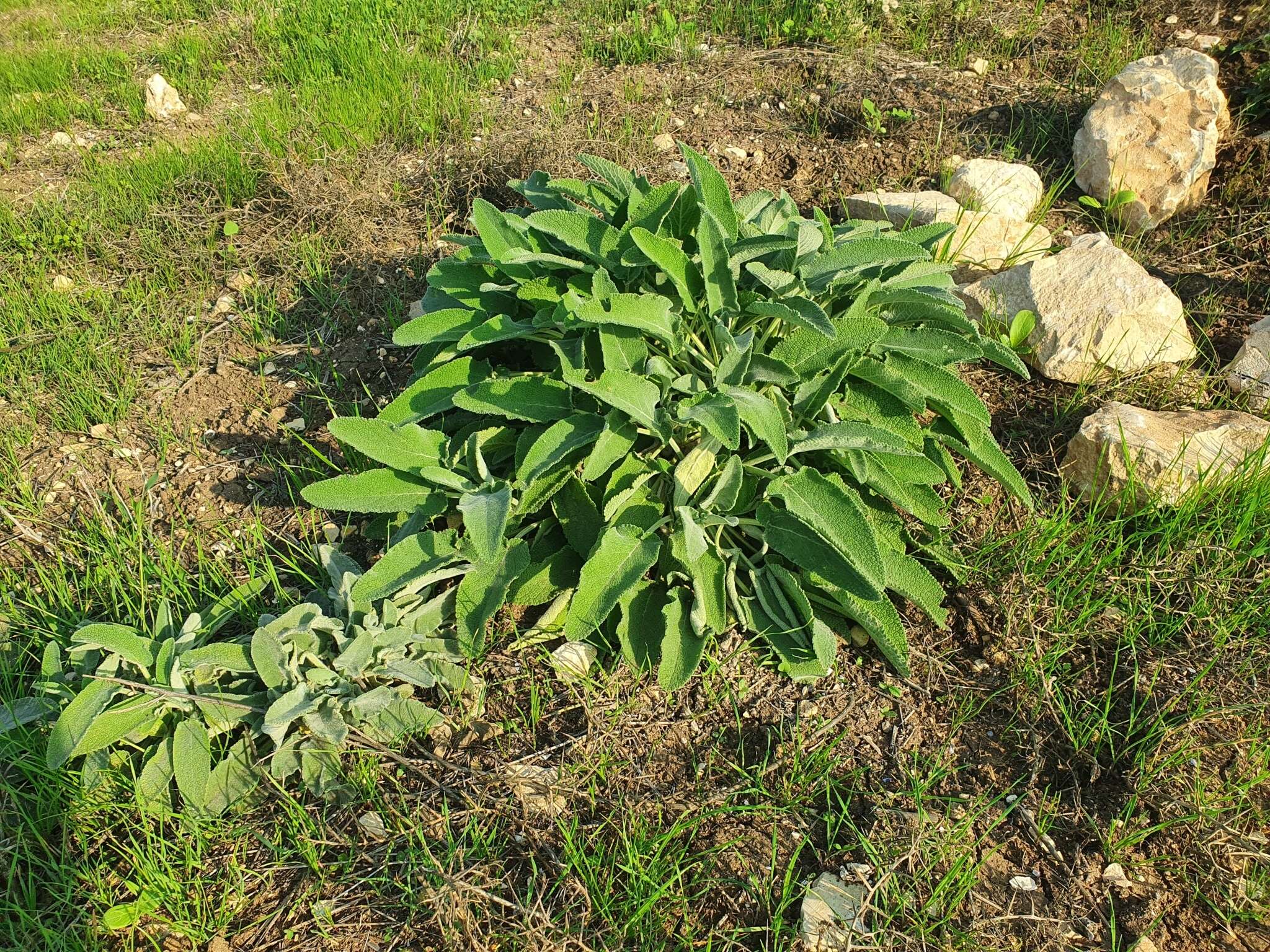 Image of Stachys viticina Boiss.