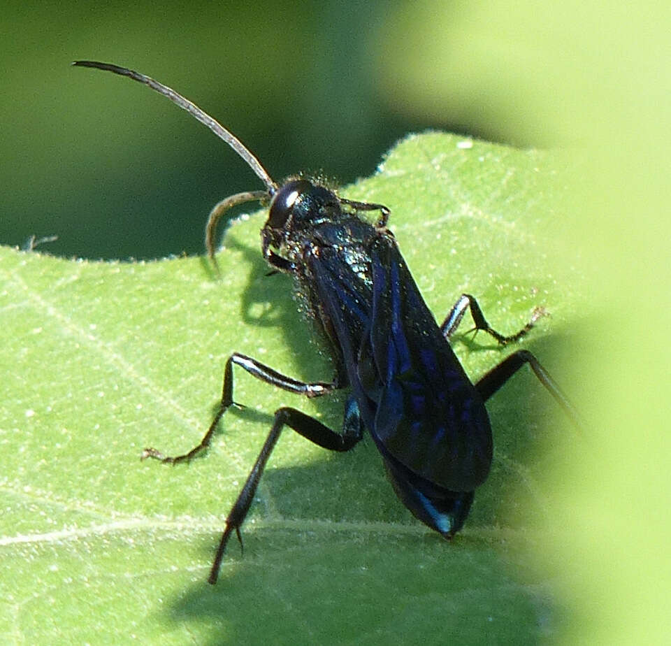 Image of Blue Mud Wasps