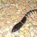 Image of Black-headed Python