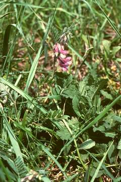 Imagem de Vicia pannonica Crantz