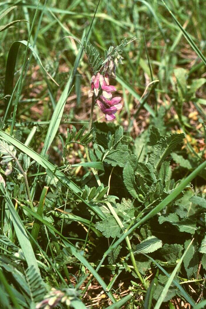 Imagem de Vicia pannonica Crantz