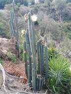 Image de Trichocereus macrogonus var. pachanoi