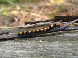 Image of oak eggar