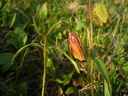 Image of Fritillaria dagana Turcz.