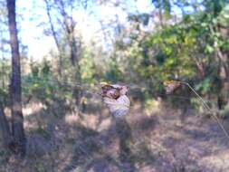 Image of Garden spider