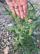 Image of Mexican panicgrass