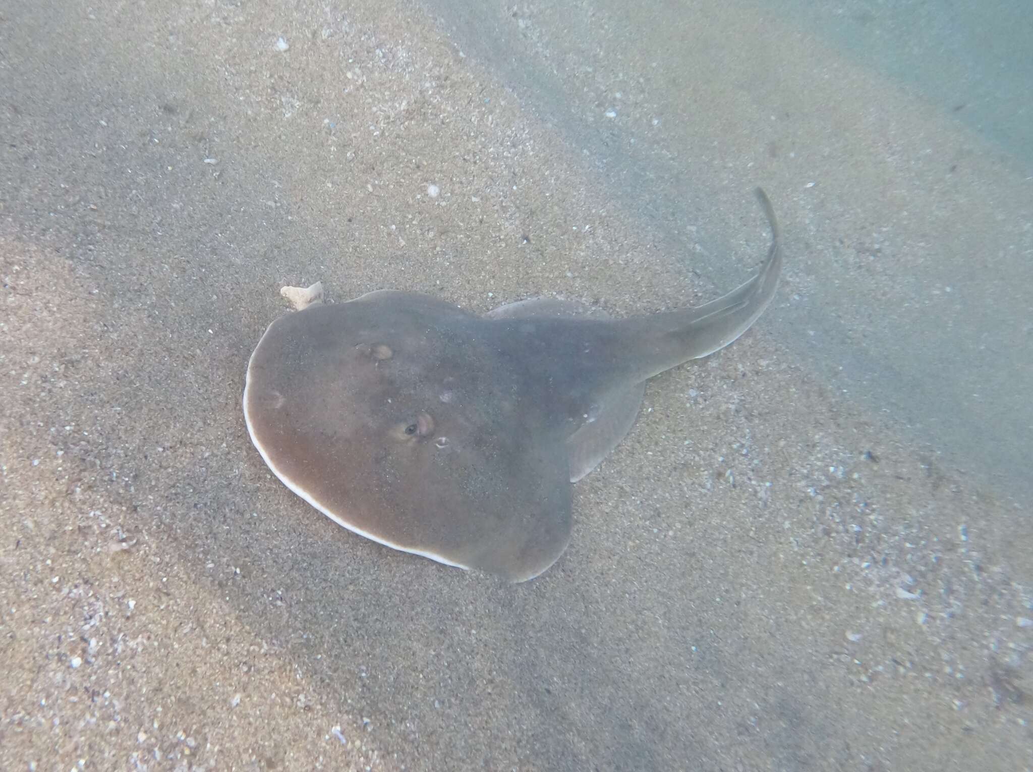 Image of Cortez Electric Ray