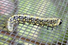 Image of Introduced Pine Sawfly