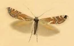 Image of Glyphipterix simpliciella Stephens 1834