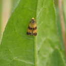 Слика од Commophila aeneana Hübner 1799