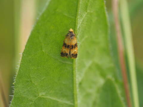 Слика од Commophila aeneana Hübner 1799