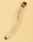 Image of Glyphipterix simpliciella Stephens 1834