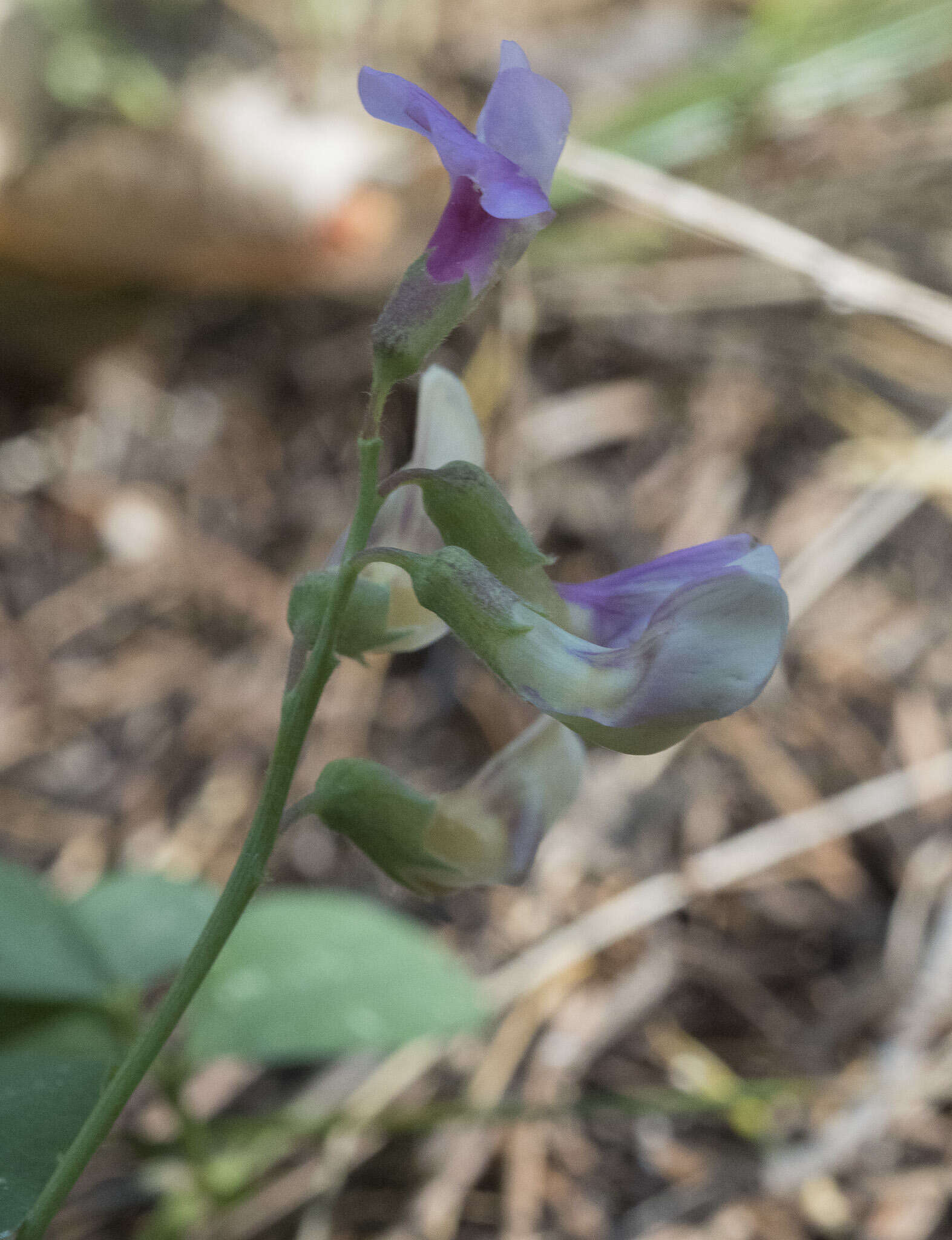 Imagem de Lathyrus nevadensis subsp. nevadensis