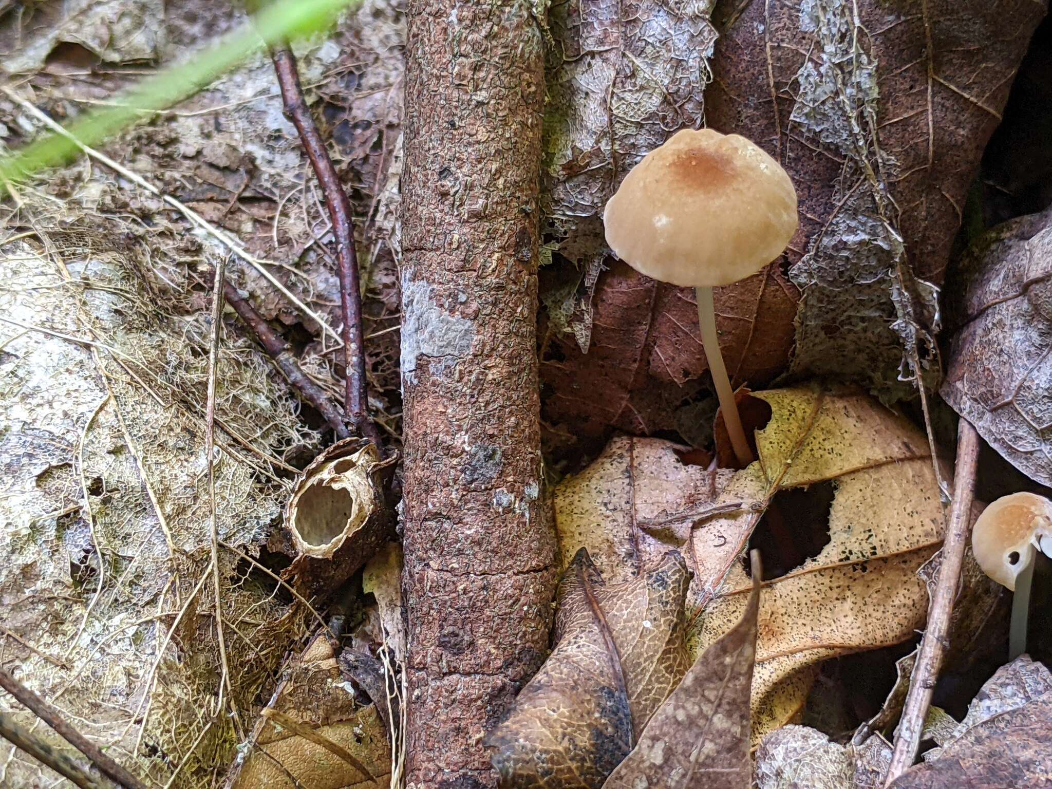 Image of Marasmius cohaerens (Pers.) Cooke & Quél. 1878