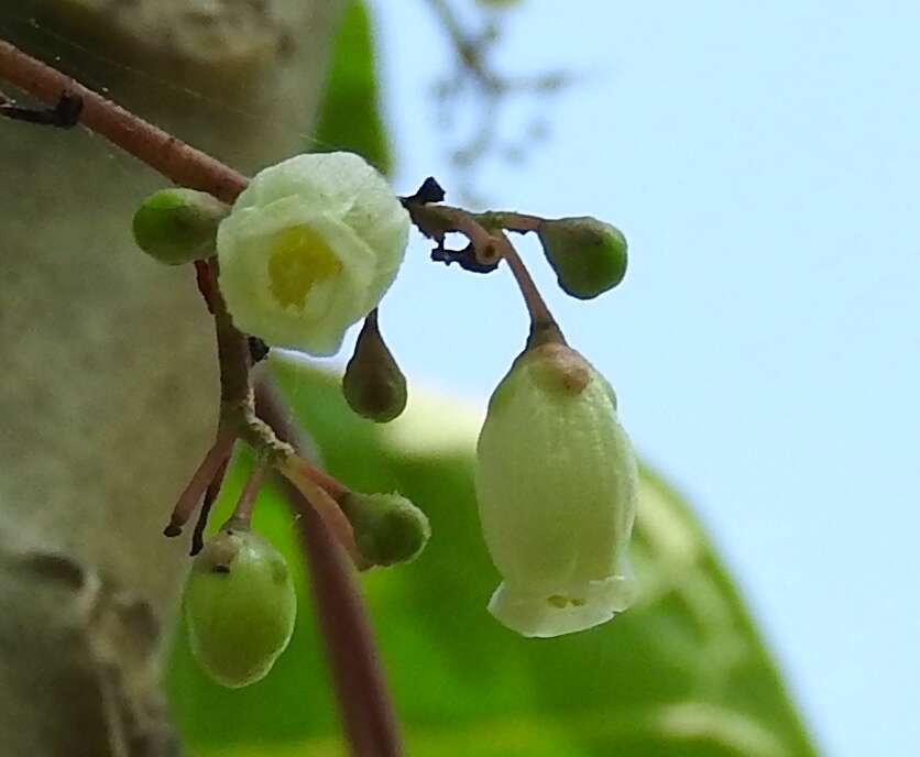 Image of Jatropha peltata Sessé