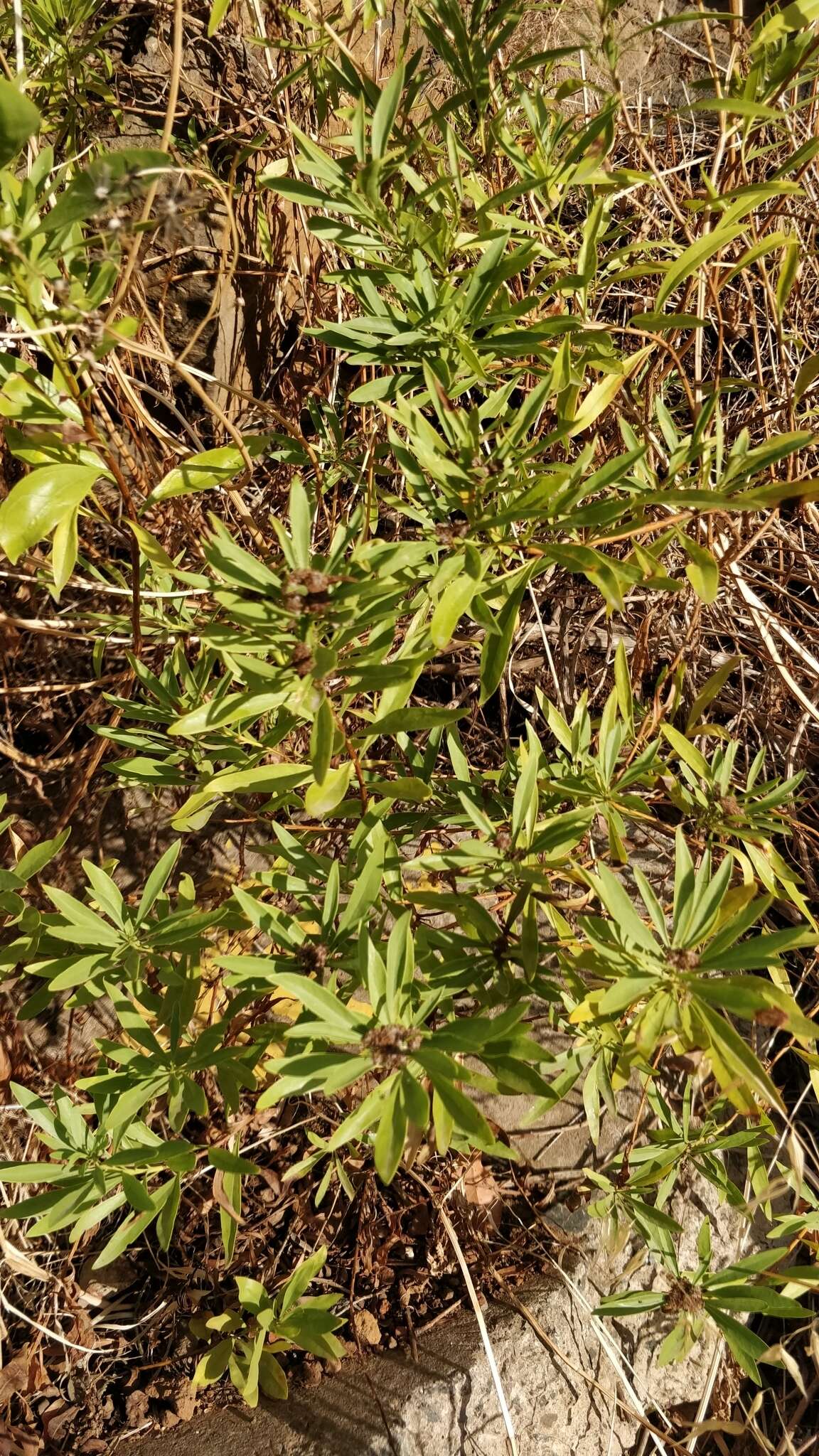 Image of Globularia salicina Lam.