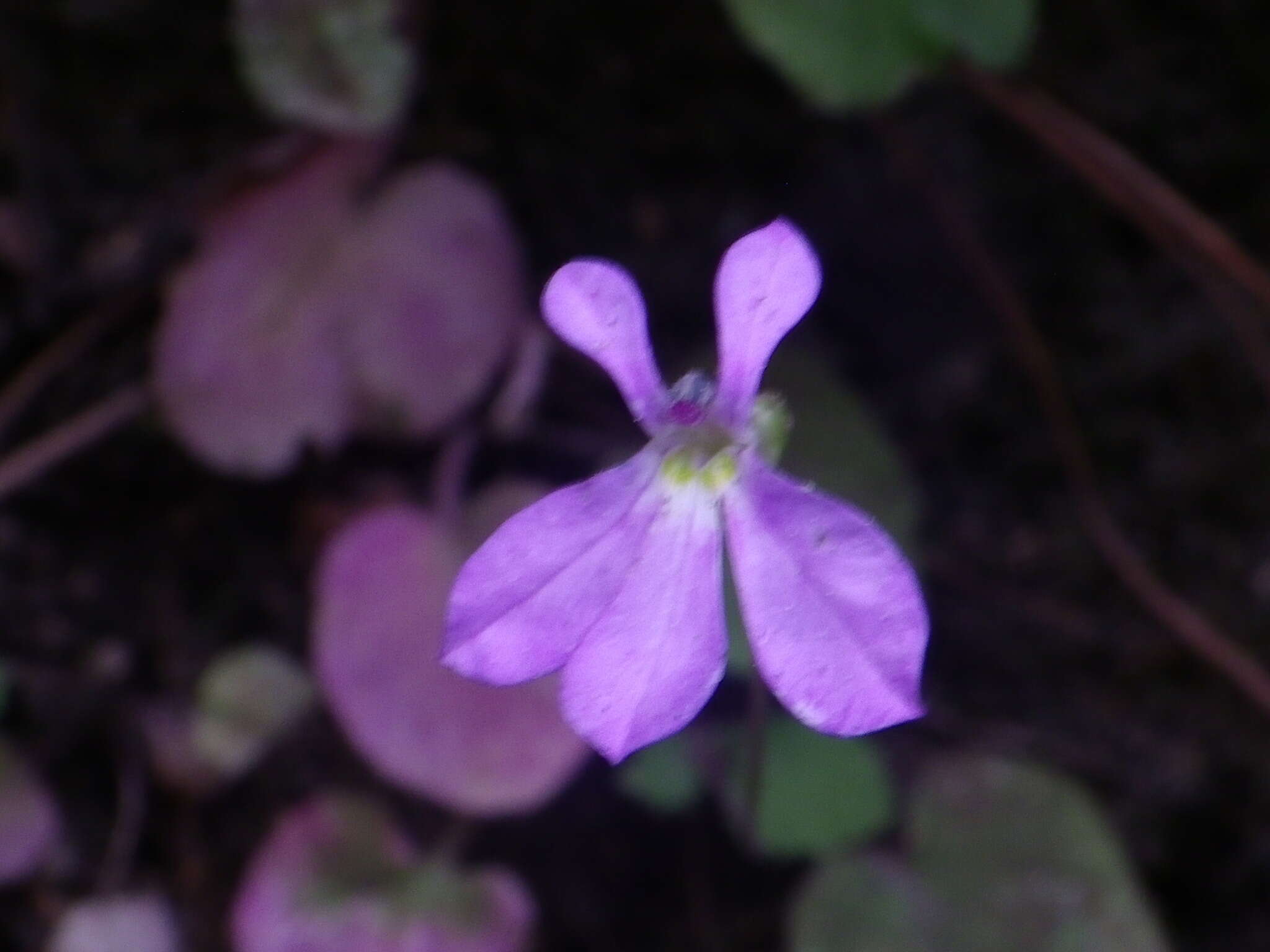 Image of Lobelia saturninoi