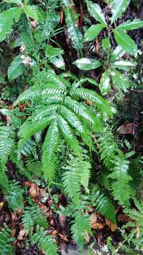 Image of Pteris incompleta Cav.