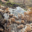 Imagem de Radulomyces molaris (Chaillet ex Fr.) M. P. Christ. 1960