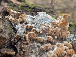 Image of Radulomyces molaris (Chaillet ex Fr.) M. P. Christ. 1960