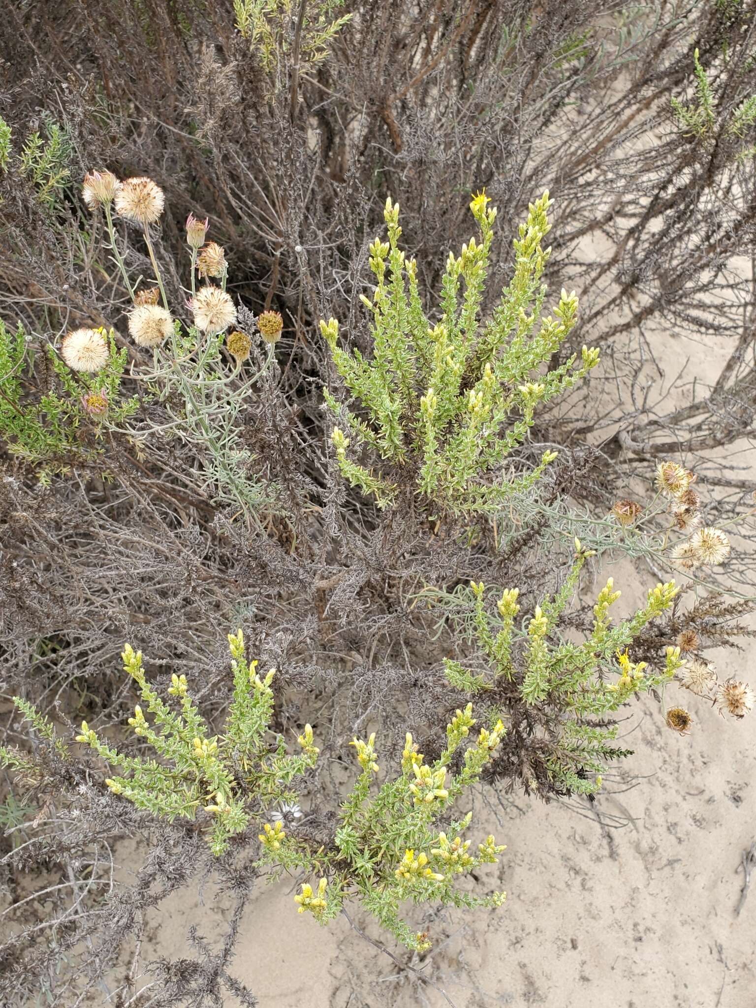 Image of Blochman's erigeron