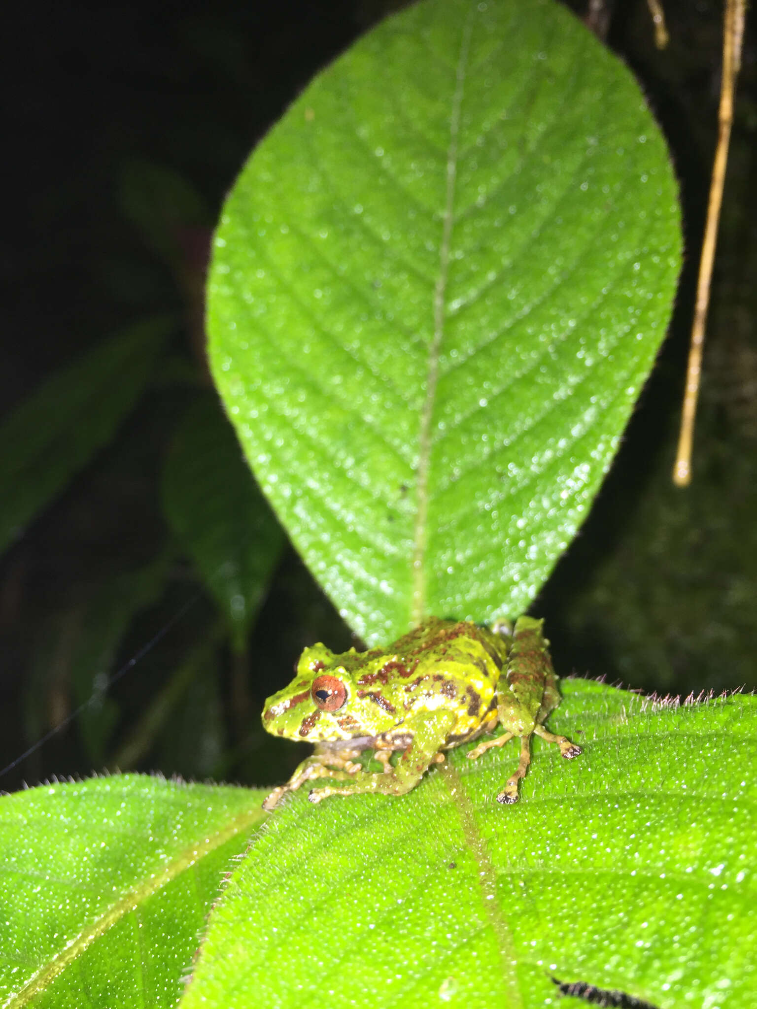 Image de Pristimantis eriphus (Lynch & Duellman 1980)