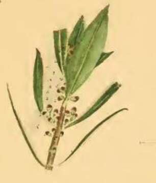 Image of Zelleria hepariella Stainton 1849