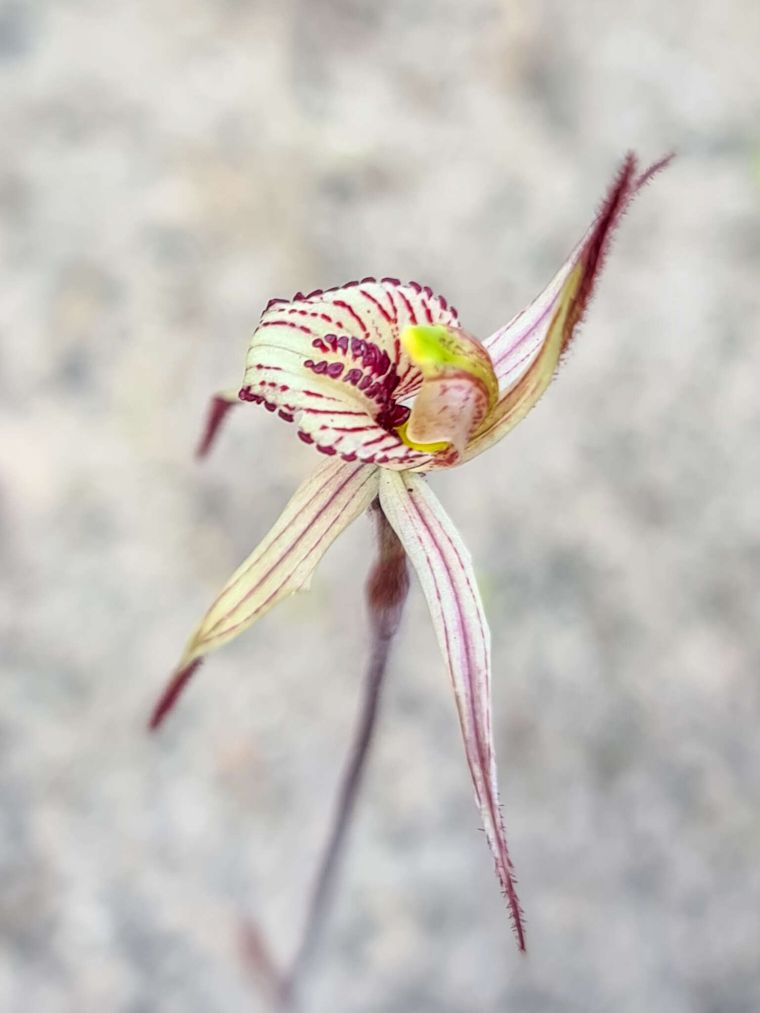 Image of Caladenia ericksoniae Nicholls