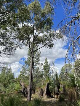 Image of Corymbia clarksoniana (D. J. Carr & S. G. M. Carr) K. D. Hill & L. A. S. Johnson