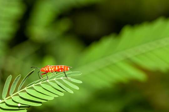 Image of Cotton Stainer