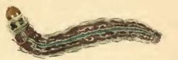 Image of Prays fraxinella Bjerkander 1784