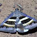 Sivun Grammodes cooma Swinhoe 1900 kuva