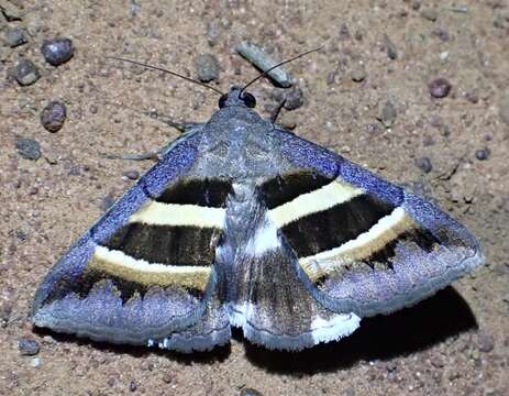 Sivun Grammodes cooma Swinhoe 1900 kuva