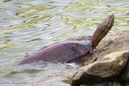 Image of Cotinga River Toadhead Turtle