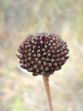 Image of Rayless Sunflower