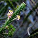 Plancia ëd Struthiola ciliata (L.) Lam.