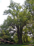 Image of Eurasian elm