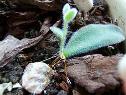 Image of Kalanchoe tomentosa Baker