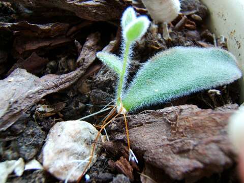 Image of Kalanchoe tomentosa Baker