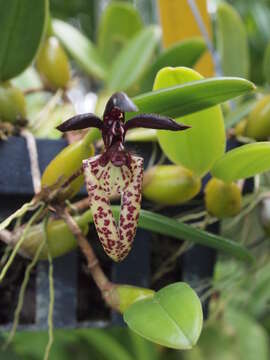 Image of Bulbophyllum lasiochilum C. S. P. Parish & Rchb. fil.