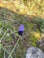 صورة Muscari pulchellum Heldr. & Sart.