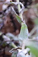 Image of stinking strawflower