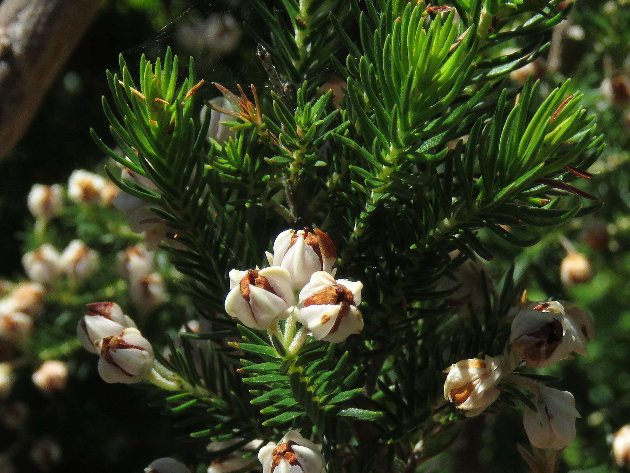 Image of Erica triflora L.