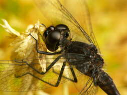 Image of black darter